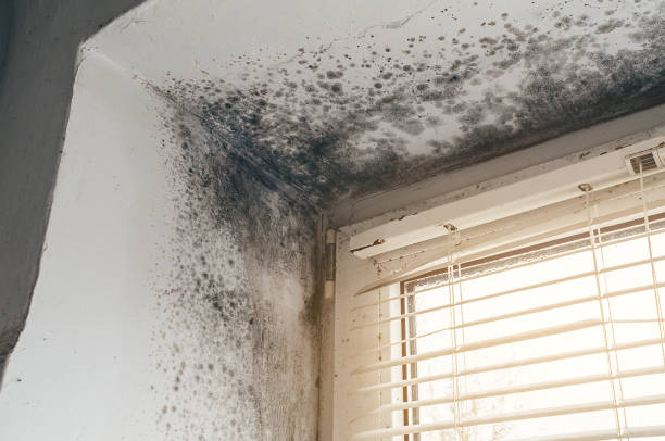 Affordable Mold Inspection And Testing solutions in Ashland, VA